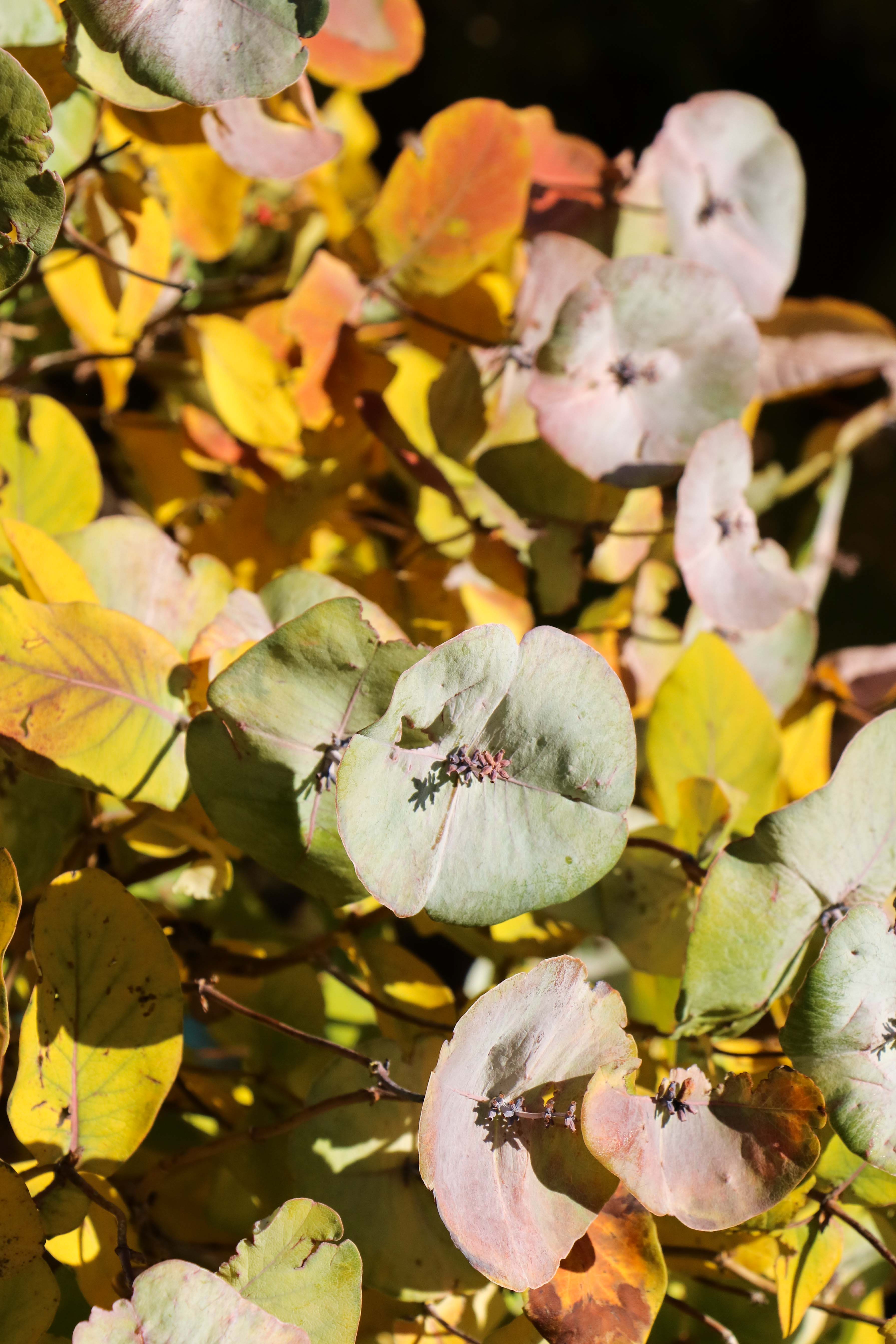 Kintzley's Ghost Honeysuckle